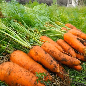 露地越冬人参　（1.5kg前後）【肥料・農薬不使用】