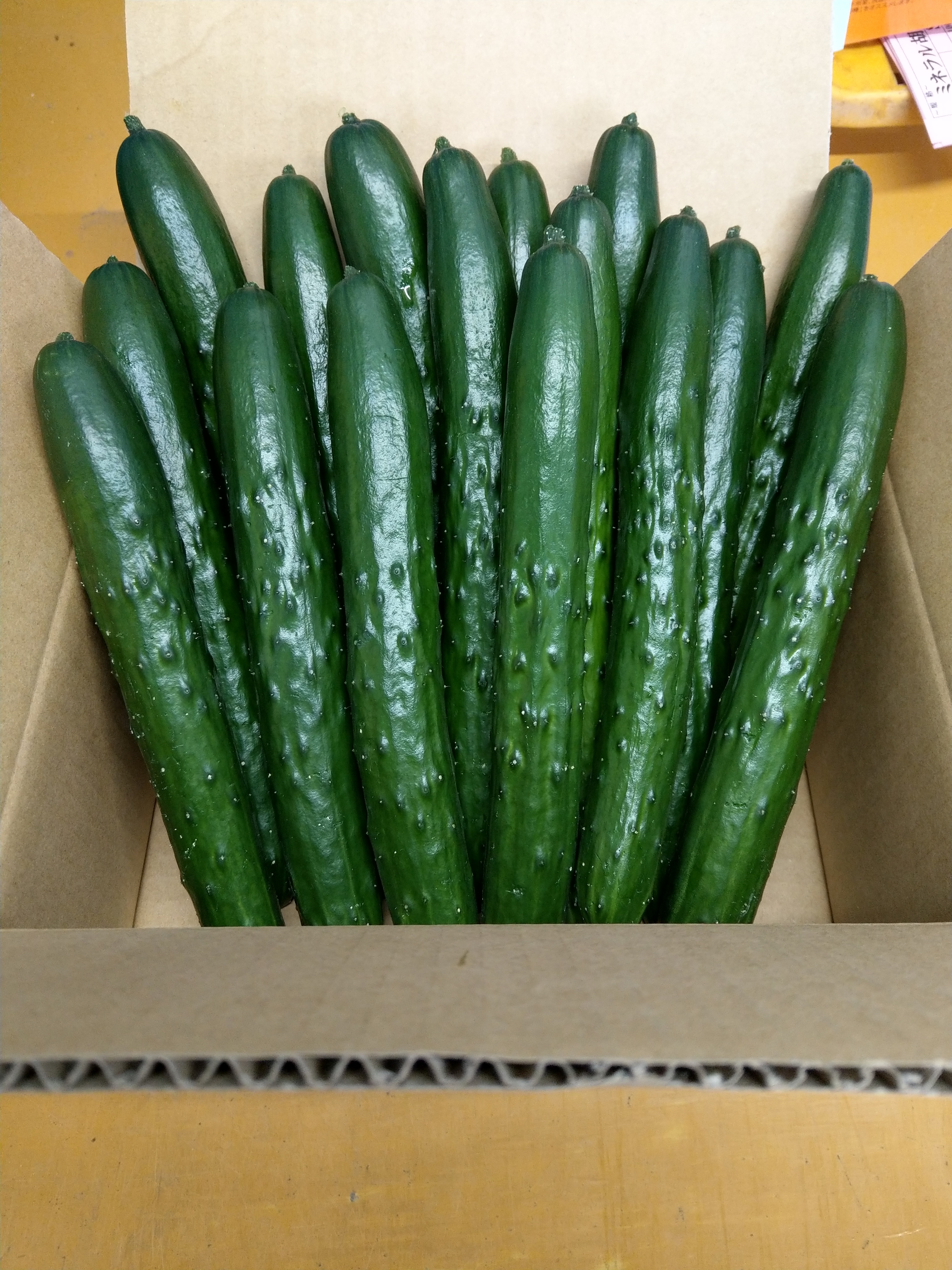 森のきゅうりさま依頼資料 楽天市場】【代引不可】【送料5袋まで80円】 □秋どりキュウリ