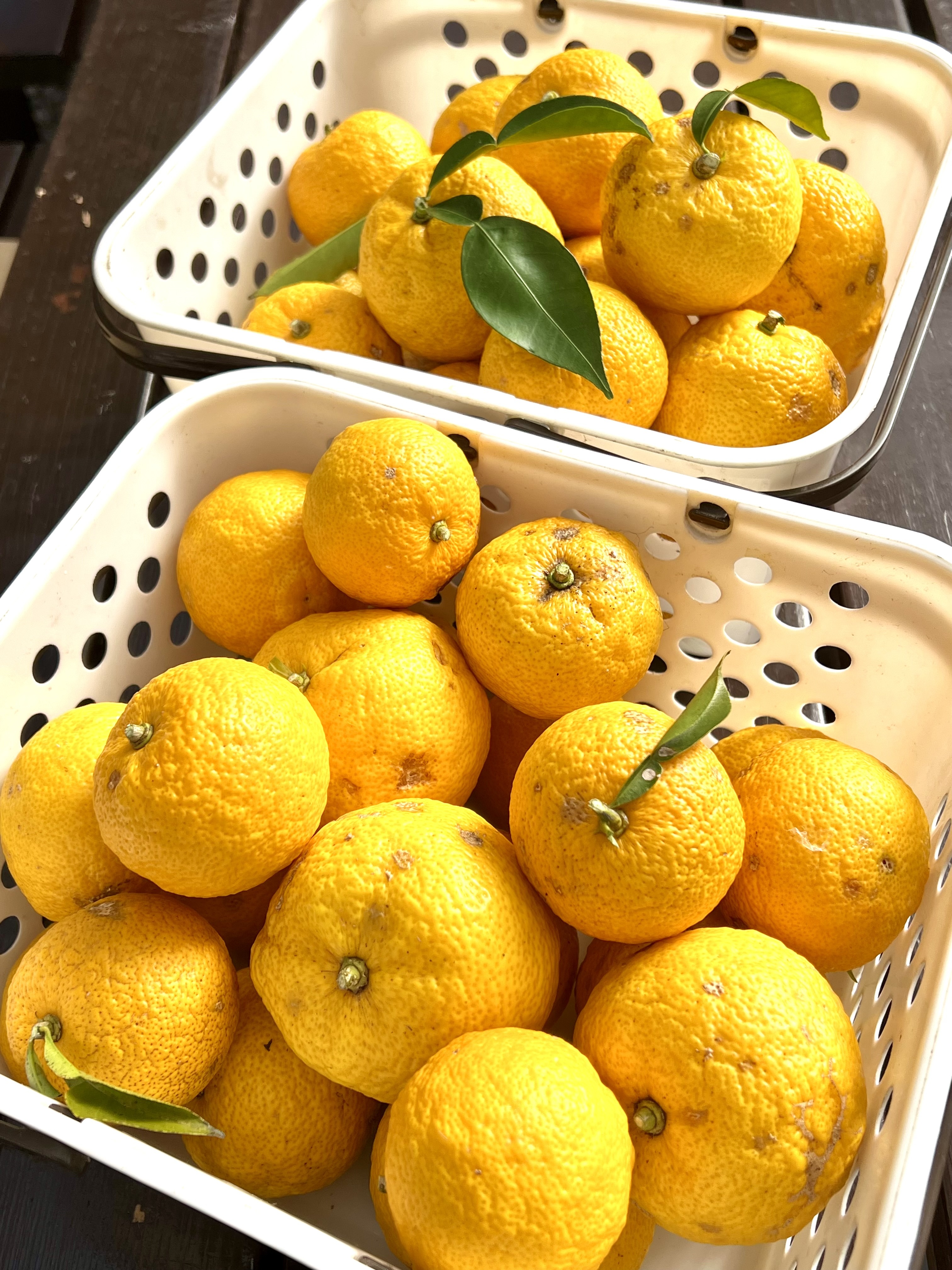 除草剤なし無肥料無農薬、自然農法の実生本柚子❗｜香酸柑橘類（ゆず