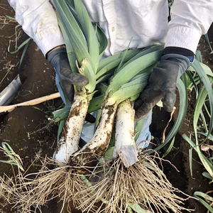 Stasia様 専用セット