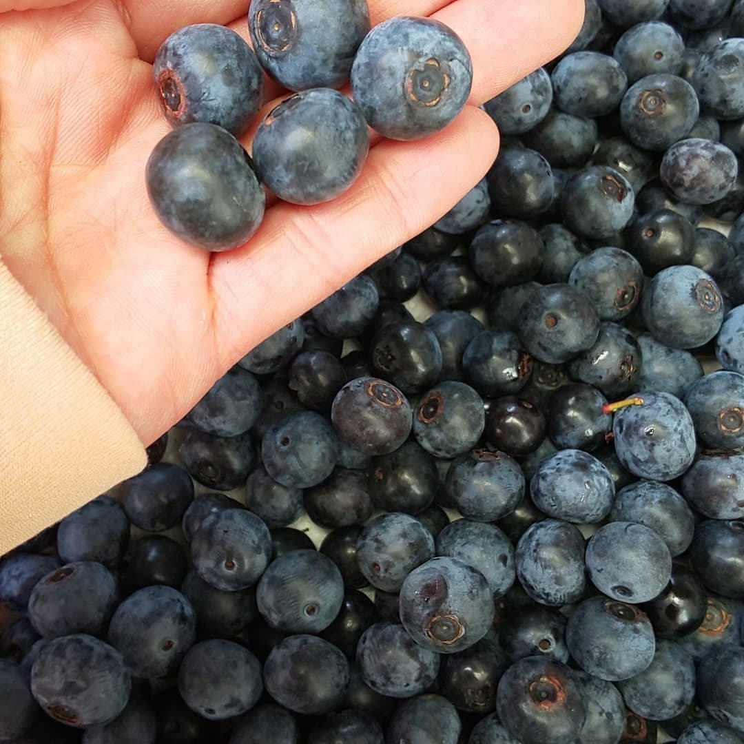 摘みたて冷凍！湧水ブルーベリー1キロ｜ベリーの商品詳細｜ポケット