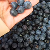 摘みたて冷凍！湧水ブルーベリー1キロ