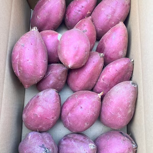 【新物】シルクスイート　まん丸　Mサイズ　さつまいも