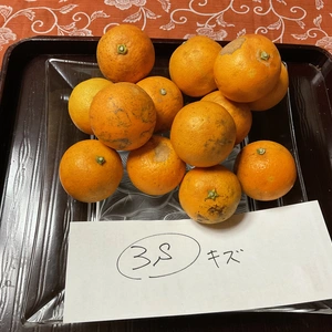 ブラッドオレンジ(タロッコ)Ｂ級小粒傷無農薬自然肥料除草剤不使用