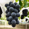 #希少ぶどう　勝沼産：ブラックビート 2kg（3〜4房）※限定30箱