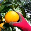 The citrus【Flying HASSAKU】
