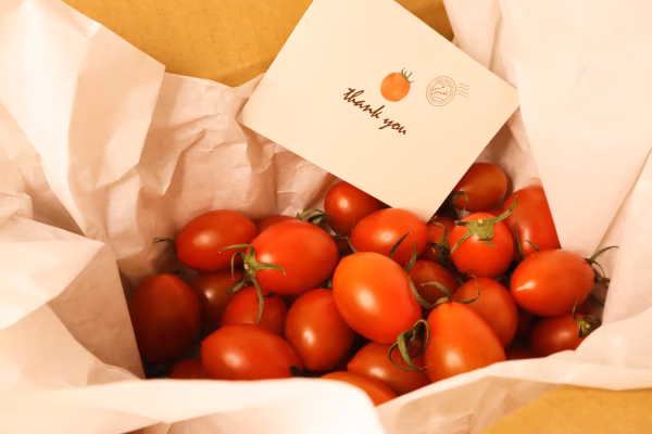 【3kg×3箱】新鮮とれたて！　シシリアンルージュ《旨みたっぷり》