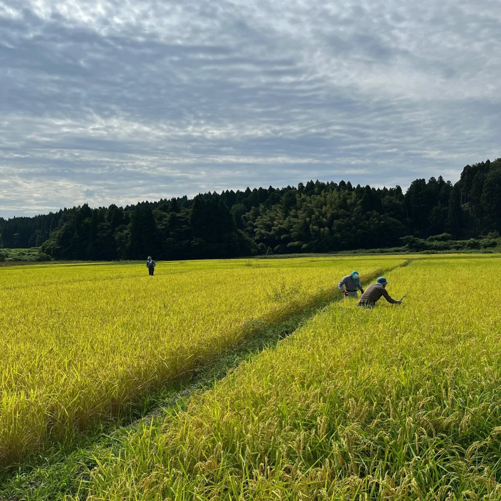大粒で冷めても美味しい！ ひゃくまん穀（白米）　令和4年石川県産