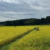 【新米】特別栽培米コシヒカリ（白米）　令和5年石川県産