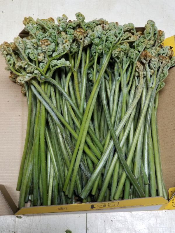 飛騨高山産　天然ワラビ１kg　草木灰入り