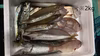 【唐津産】冷凍！加熱用！おまかせ　エビこぎ網鮮魚セット（鱗・内臓・エラ取）