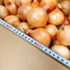 限定2箱淡路島玉ねぎSサイズ10kg
