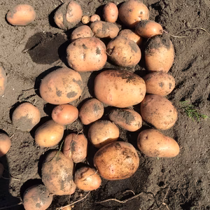 ジャガイモ  さやあかね