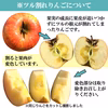 今が旬！ りんご  訳あり サンふじ 約5kg 12-25玉 復興支援 葉とらず