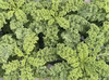 [自然栽培][訳あり]スーパーフード：サラダケール