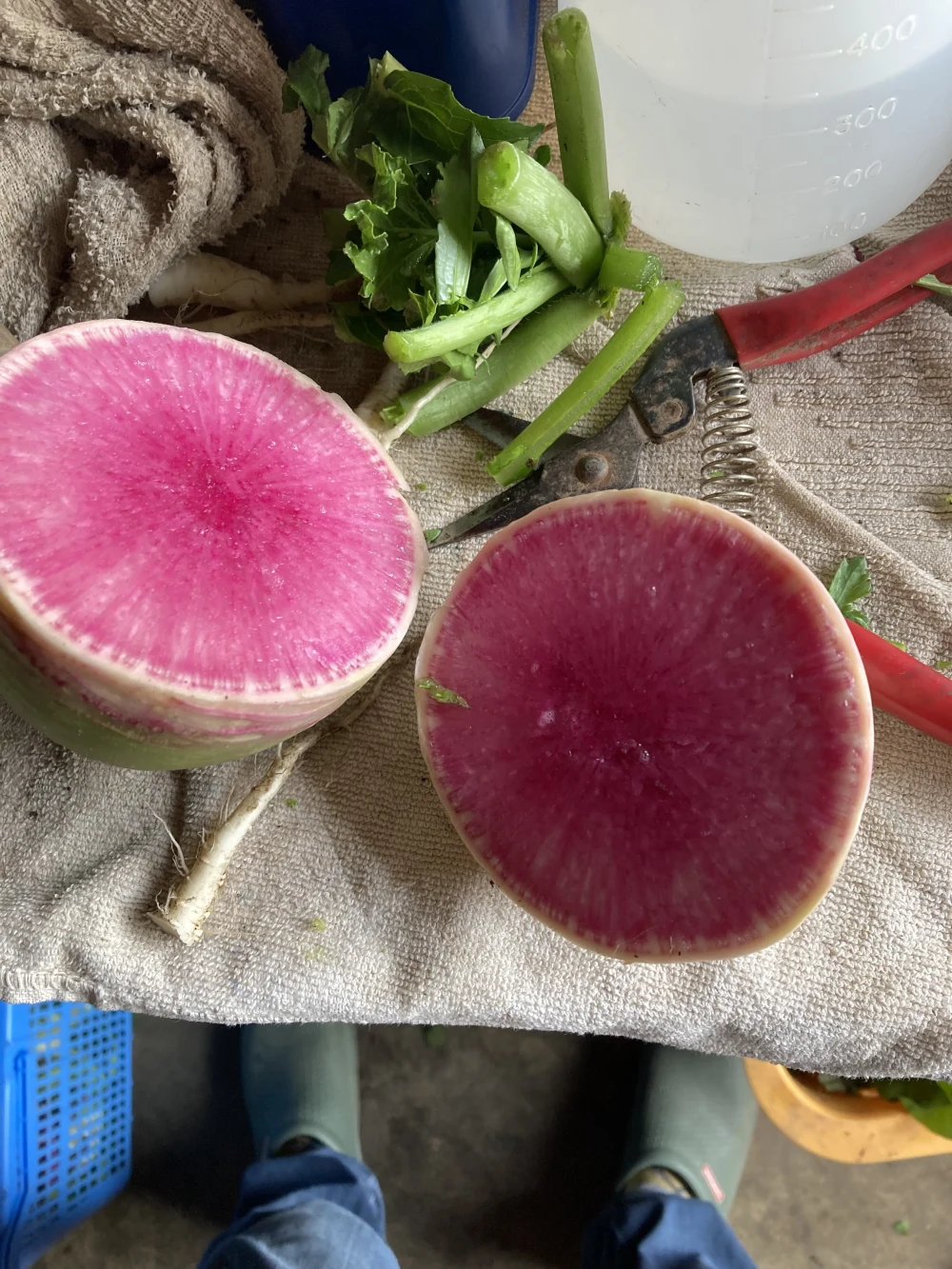 といろの野菜セット『冬』