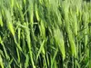 【30年6月収穫】モチモチのもち麦（ダイシモチ）