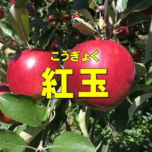 即日発送！お菓子作りに最適❗️ 紅玉 2kg箱～ 信州りんご 