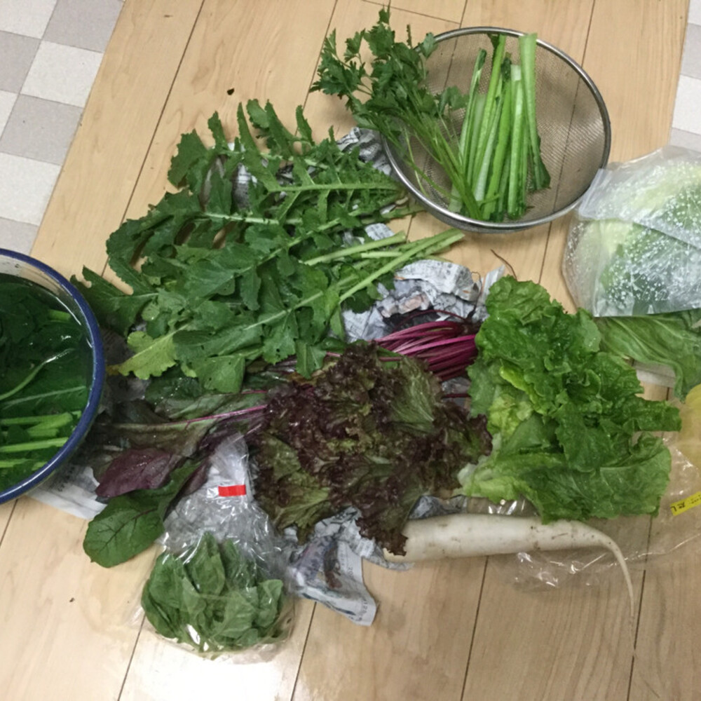 旬の野菜セット 定期便週１回 農薬 化学肥料 動物性堆肥不使用 おおるりファーム 農家漁師直送のポケットマルシェ