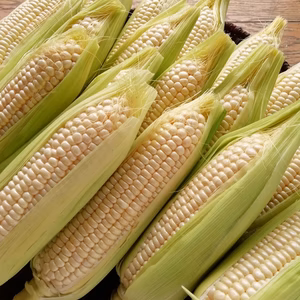 今だけ‼️あま～いホワイトコーン【朝採り直送】