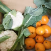 13日収穫1漁師のお野菜福箱！もぎたてカリフラワーと不ぞろいいしじみかん2キロ~
