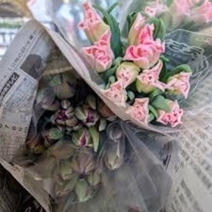 終了直前【新潟チューリップ】（フリル） ピンク色 スィーツパラダイス１０本