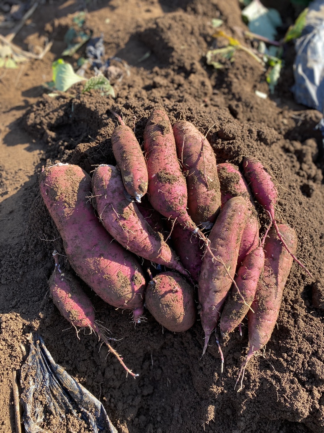 安心 安全 獲れたてのサツマイモ 紅あずま Jiyuri Farm 農家漁師直送のポケットマルシェ