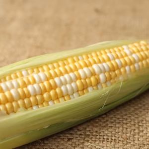 朝どりとうもろこし・しあわせコーン