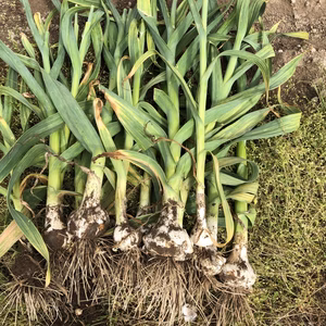 数量限定！期間限定！國吉農園の自然栽培生ニンニク