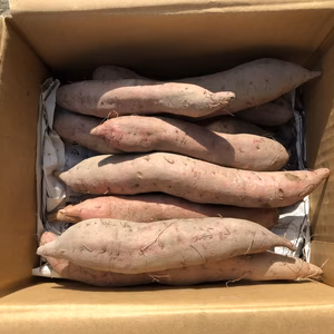 サイパン芋　箱込み10kg