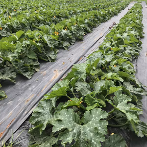 長野県産、無農薬栽培のズッキーニ！