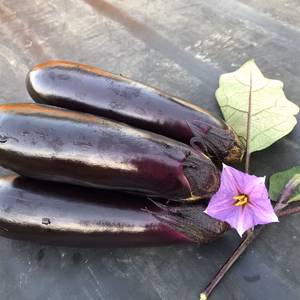夏秋　露地ナス　朝採り