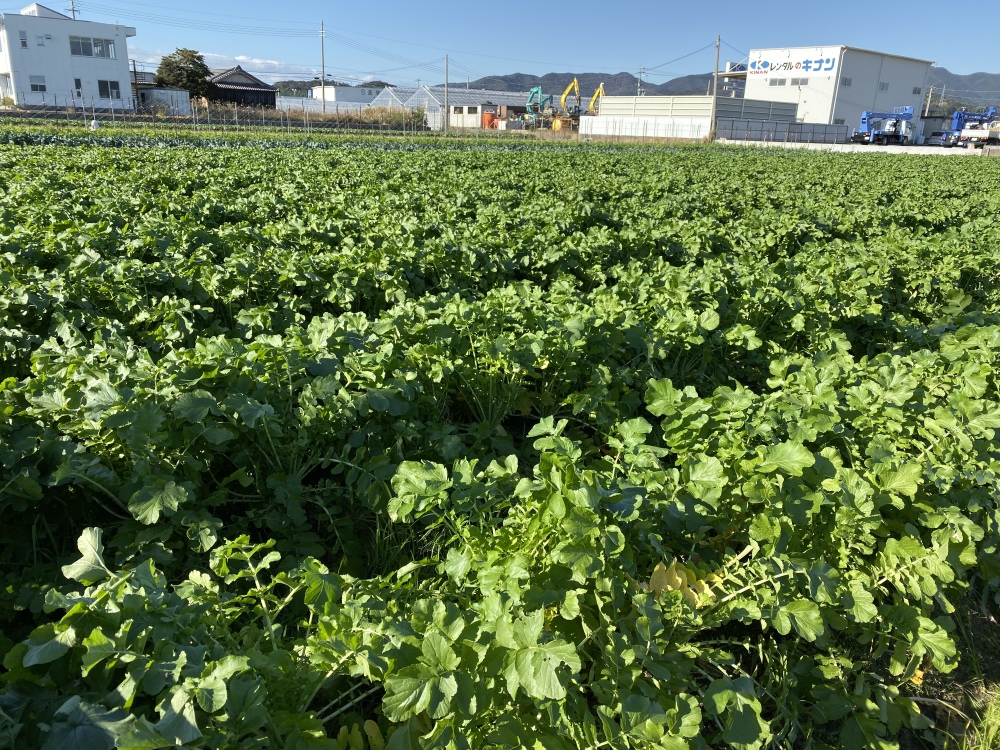 無添加 漬物 田舎漬け沢庵 1kg 酸っぱいたくあん ｜加工食品の商品詳細｜ポケットマルシェ｜産直(産地直送)通販 - 旬の果物・野菜・魚介をお取り寄せ