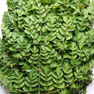 スーパーフード モリンガの生葉 サラダ等に