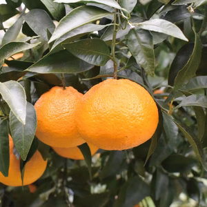 超訳あり！！愛媛県産デコ不知火（しらぬい）