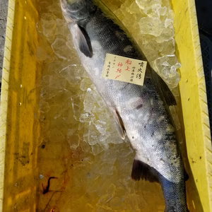 本日限定1本‼️　 イチマン❗船上神経〆秋鮭(メス)