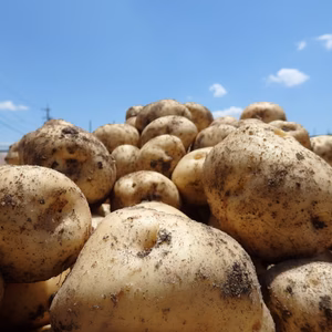 【香り際立つ、新ジャガイモ】きたあかり（箱入）