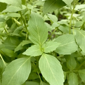 貴重！本物のガパオ(ホーリーバジル)で本格エスニック料理を！(無農薬･砂栽培）