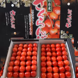 予約商品　山形県産　さくらんぼ　佐藤錦　贈答用