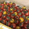 広島県産　産地直送　ミニトマト〜2色のアイコ〜