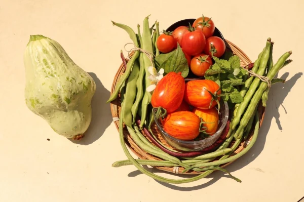 【7月末〜発送開始】こだわり有機農家のオーガニック野菜セット7-8種類