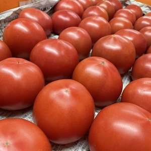【数量限定】東京ドリーム感謝のトマト(濃厚王様トマト)