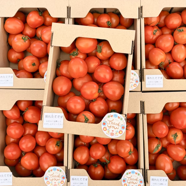【味の旬】中玉トマトフルティカ⭐️上品なおいしさ食べ応えバッチリ！