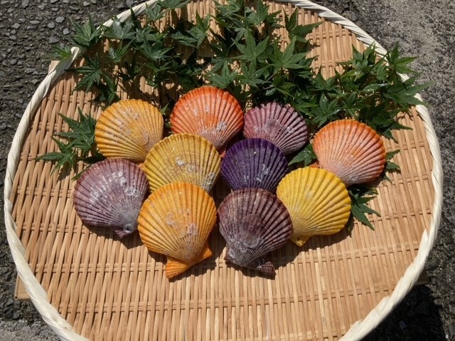 緋扇貝の通販・お取り寄せ商品｜魚介類｜ポケットマルシェ｜産地
