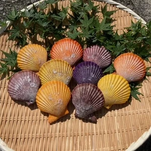 日豊海岸育ち冷凍ヒオウギ貝10枚セット（加熱用）