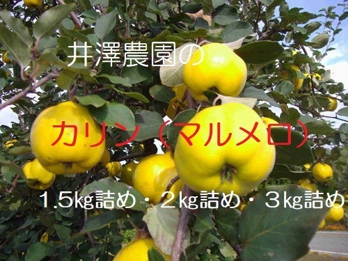 カリン マルメロ シロップ漬け ハチミツ漬け 果実酒 ジャムに 果物の商品詳細 ポケットマルシェ 産直 産地直送 通販 旬の果物 野菜 魚介をお取り寄せ