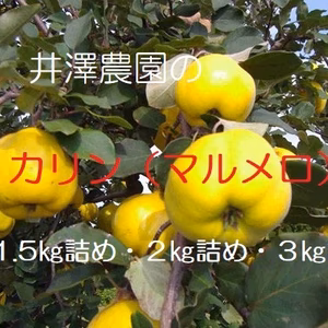 カリン（マルメロ）シロップ漬け・ハチミツ漬け・果実酒・ジャムに