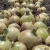 淡路島新玉ねぎ１０キロ　浜玉ホワイト《新玉ねぎ》生食最強