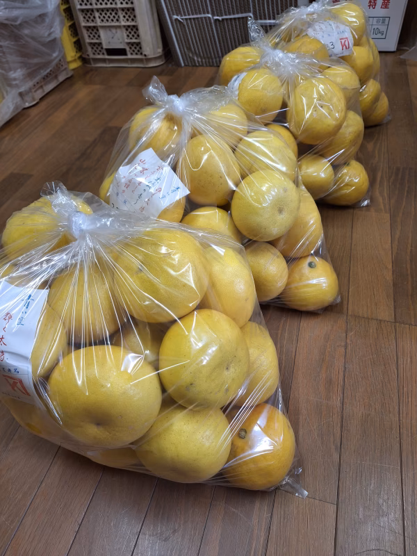 土佐文旦10キロ入1箱(Ｌサイズ)保存袋付き
