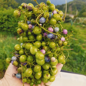 古くから人の薬として利用されてきた虫癭果（ちゅうえいか）・冷凍